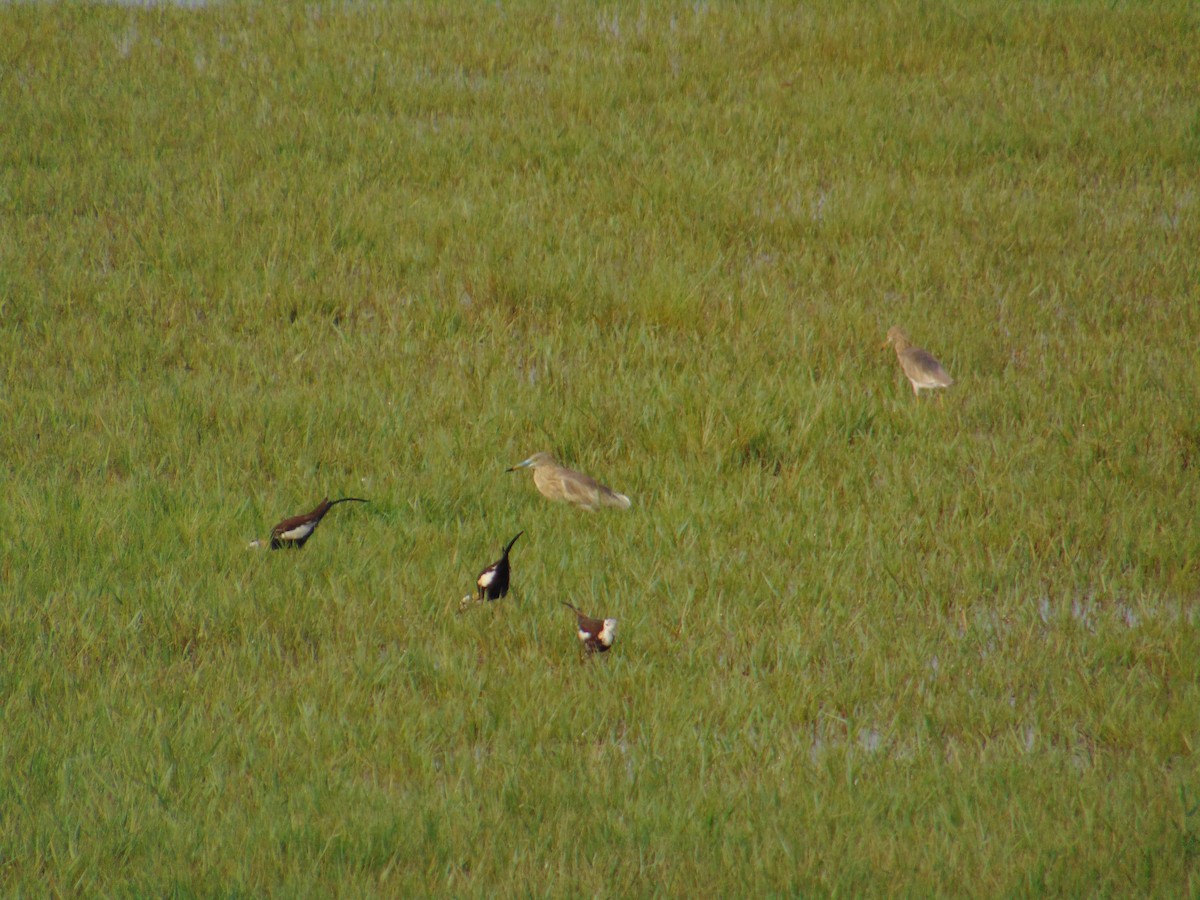 Jacana à longue queue - ML588042621