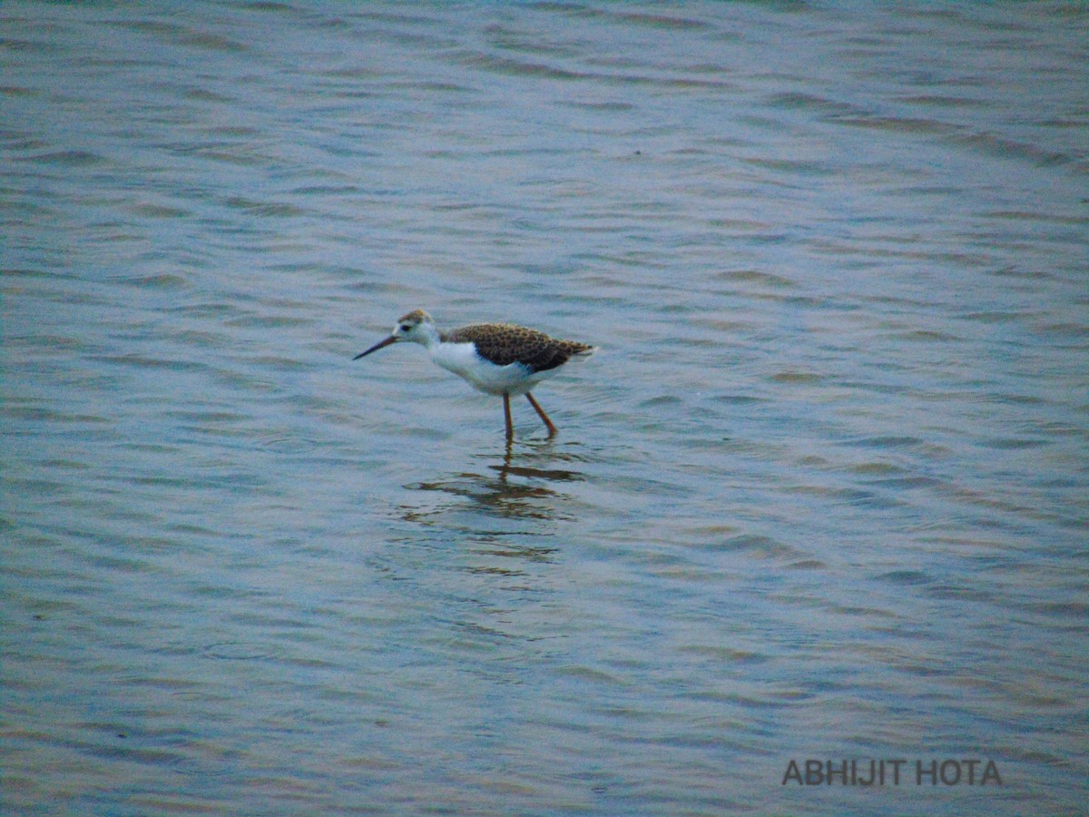 Marsh Sandpiper - Abhijit Hota