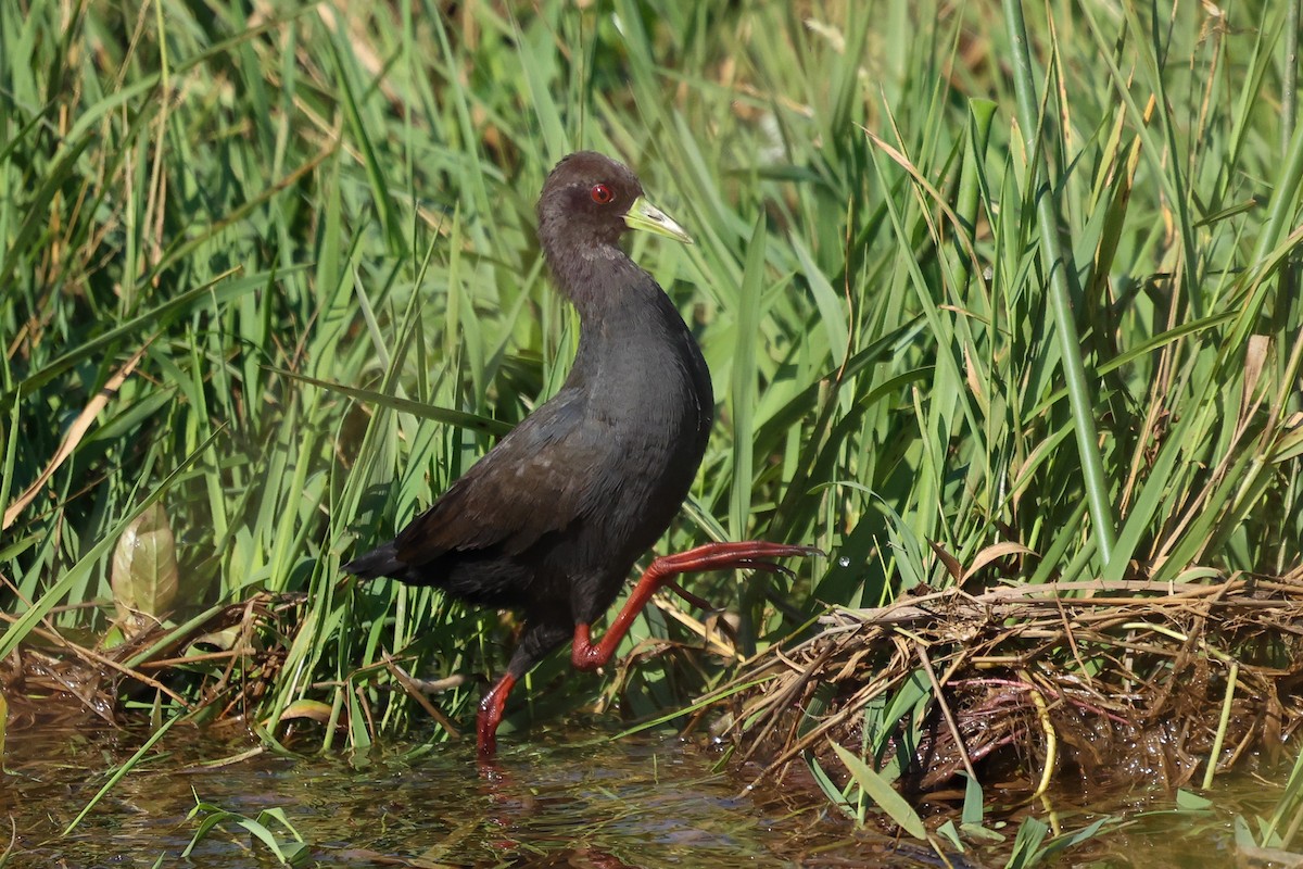 Black Crake - ML588042721