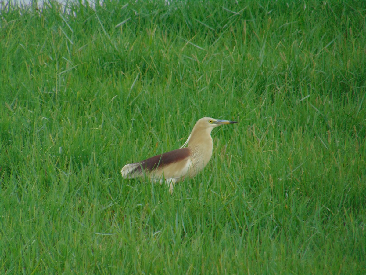 Indian Pond-Heron - ML588042791