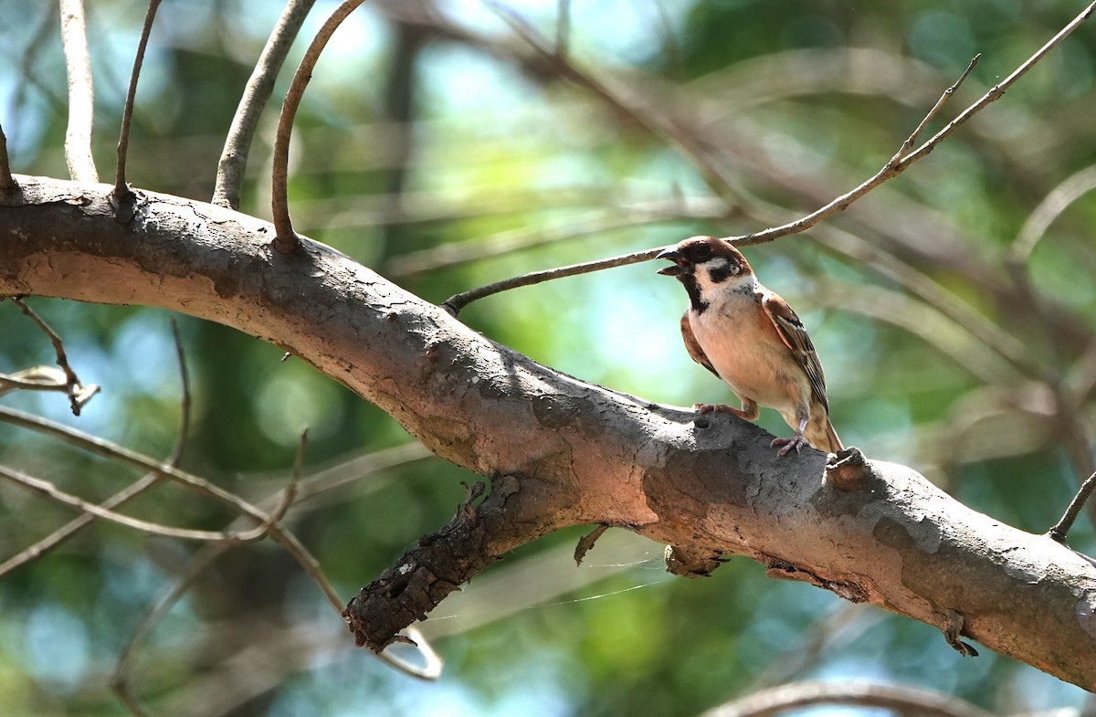 Eurasian Tree Sparrow - ML588042981
