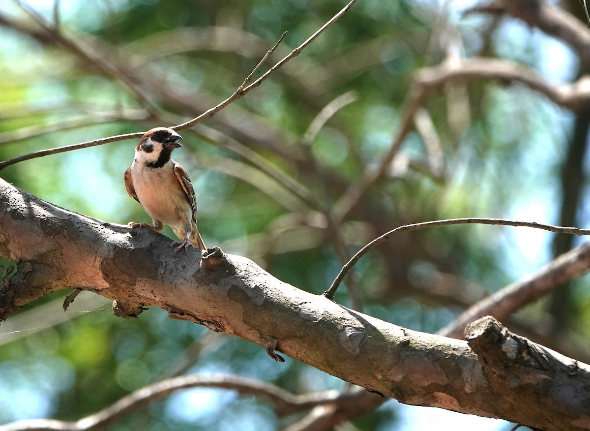 Eurasian Tree Sparrow - ML588042991