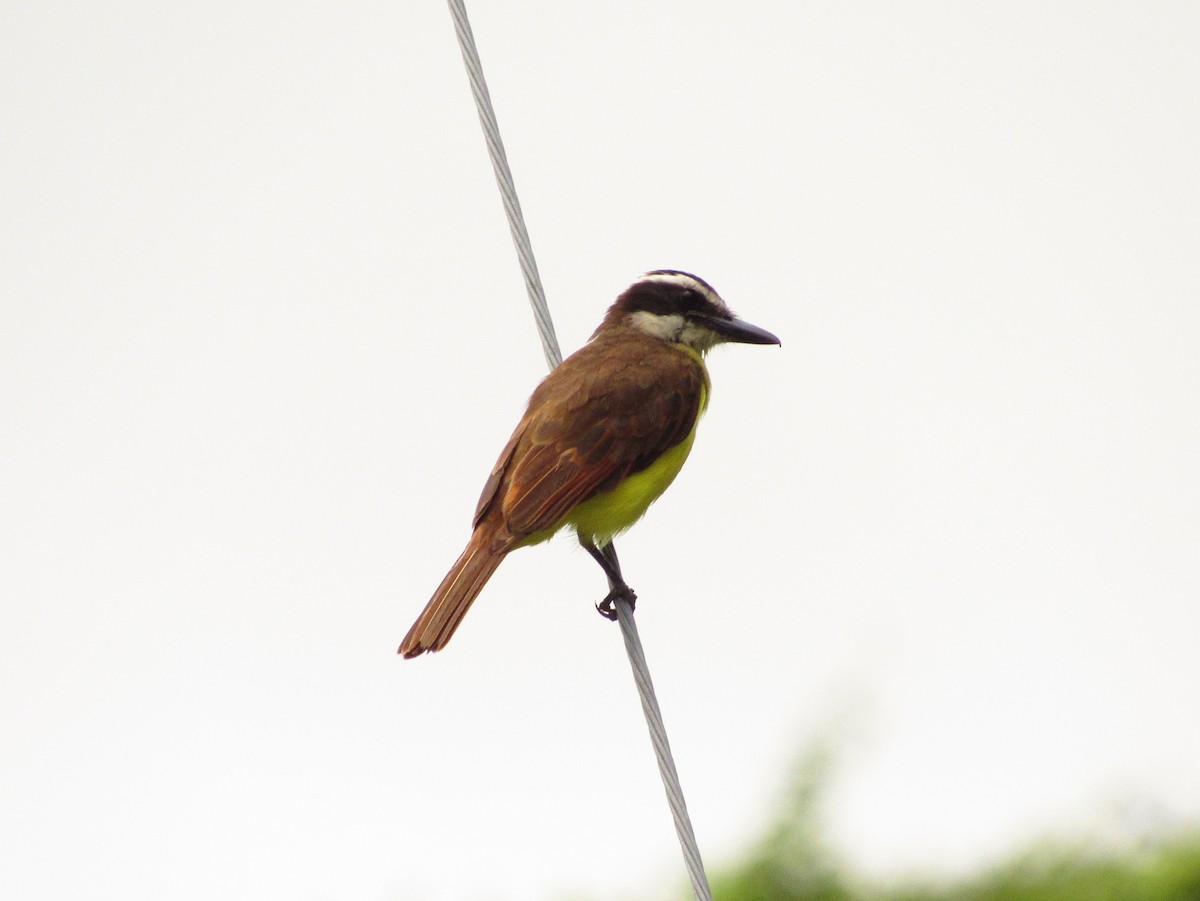 Great Kiskadee - ML58804301