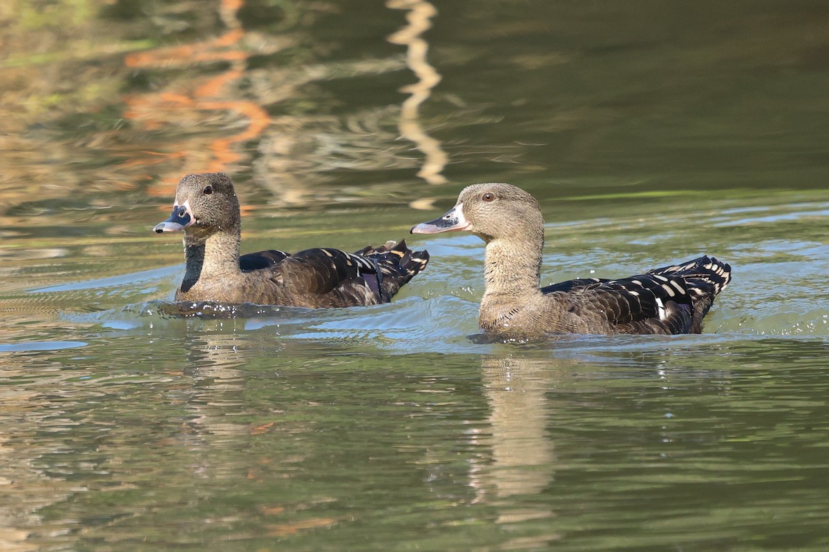 African Black Duck - ML588043031