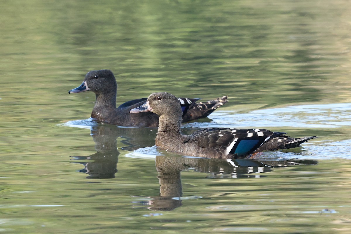 African Black Duck - ML588043191