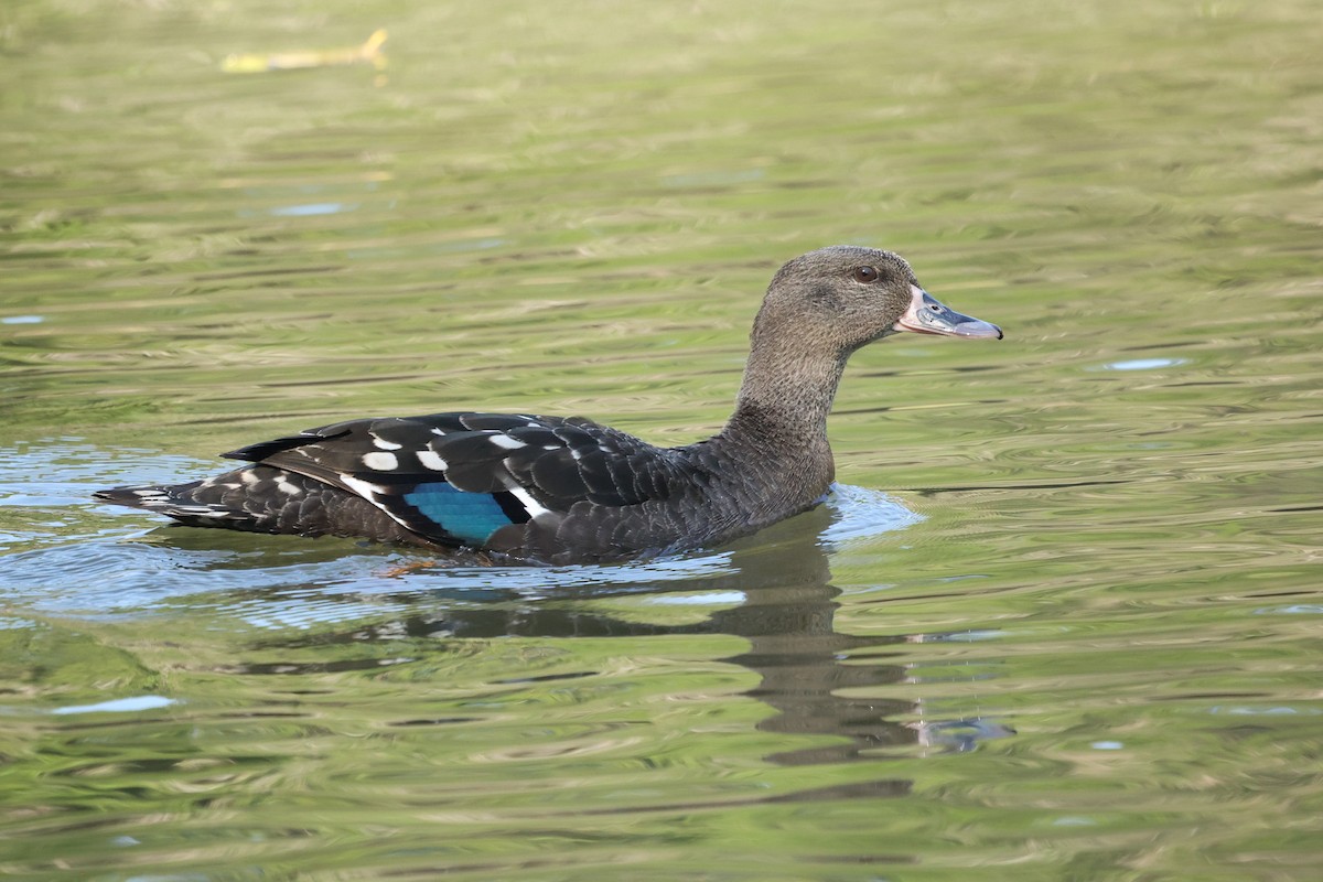 African Black Duck - ML588043821