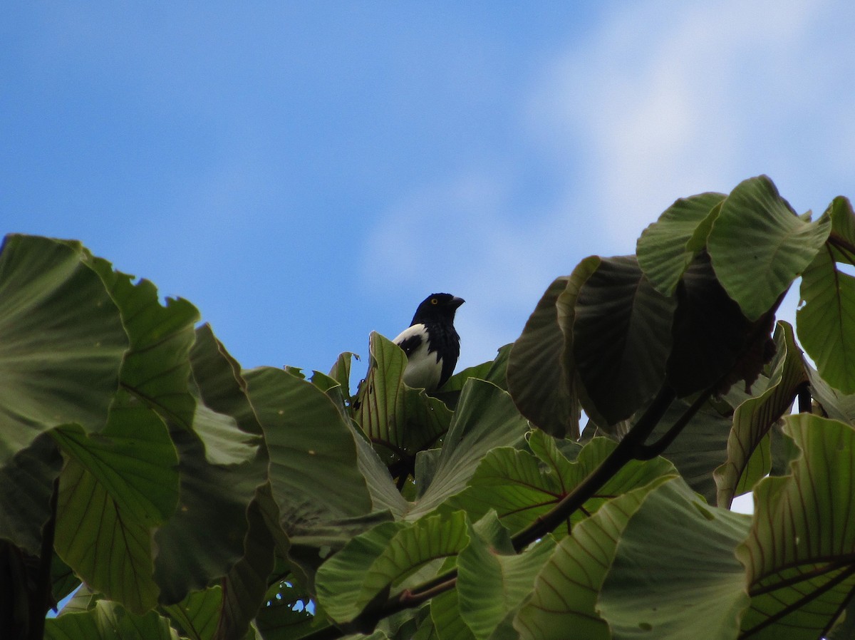 Magpie Tanager - Gabriel Rodríguez-Ovalle