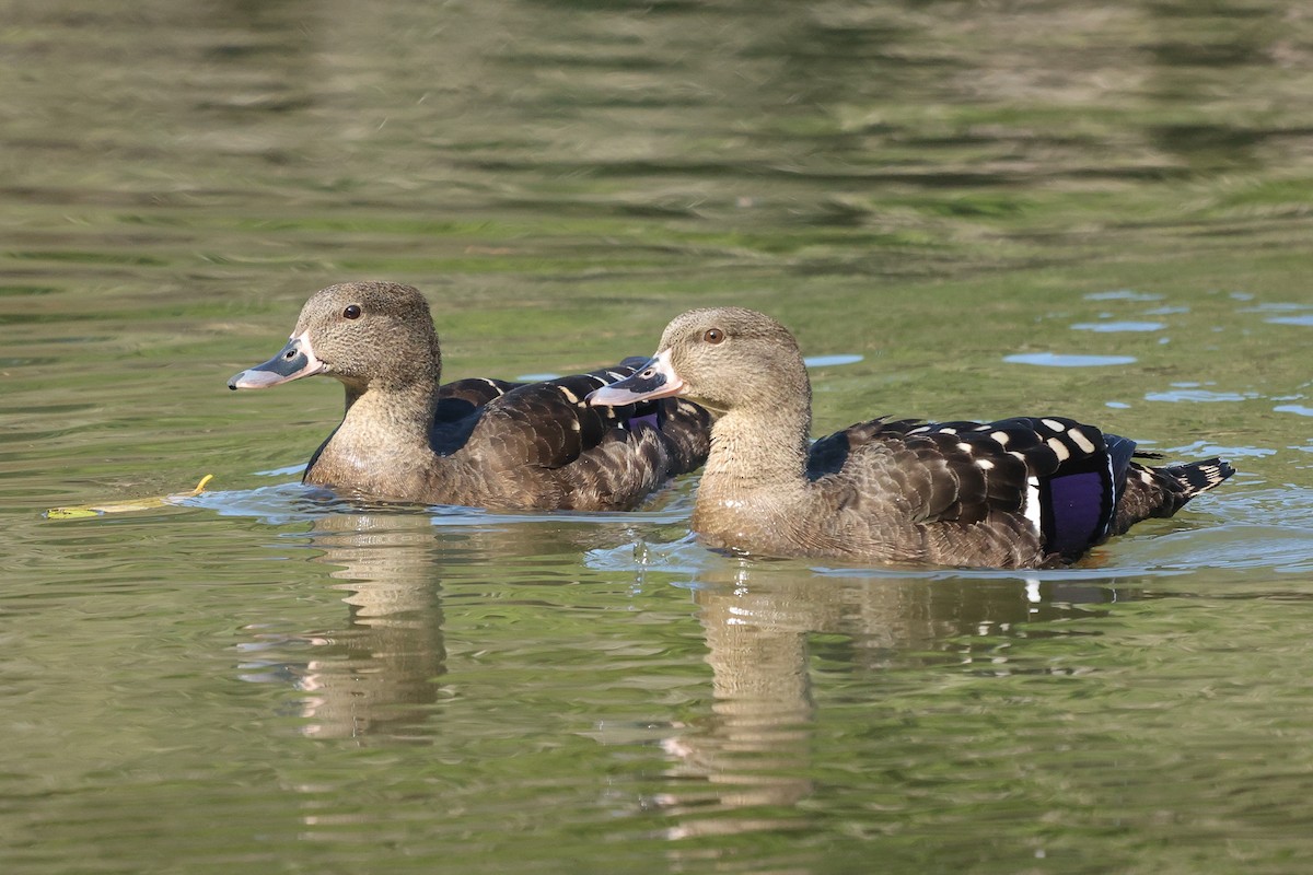 African Black Duck - ML588044121