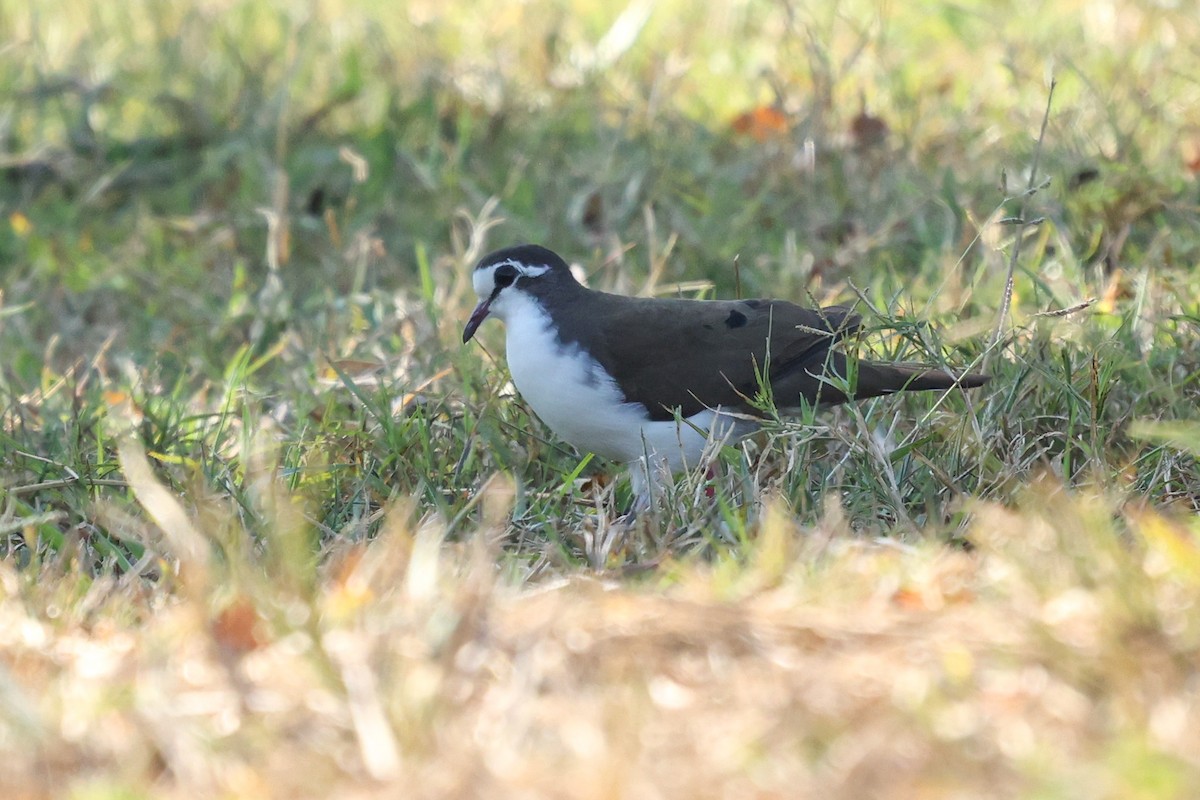 Tambourine Dove - ML588044481