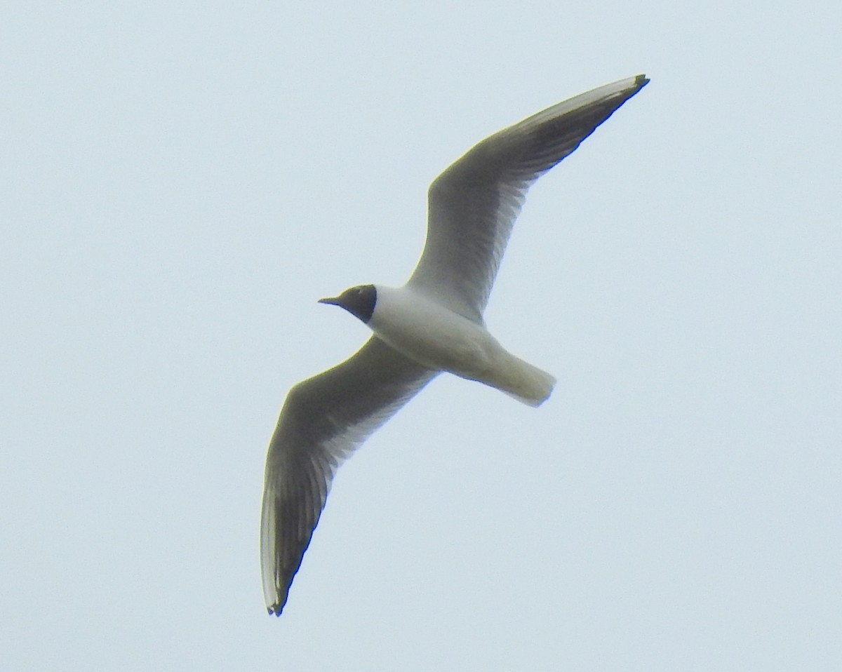 Black-headed Gull - ML58804451