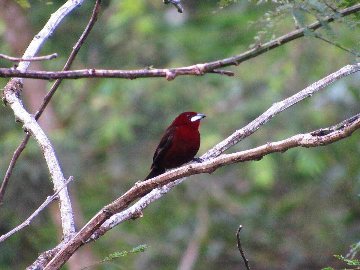 Silver-beaked Tanager - ML58804461