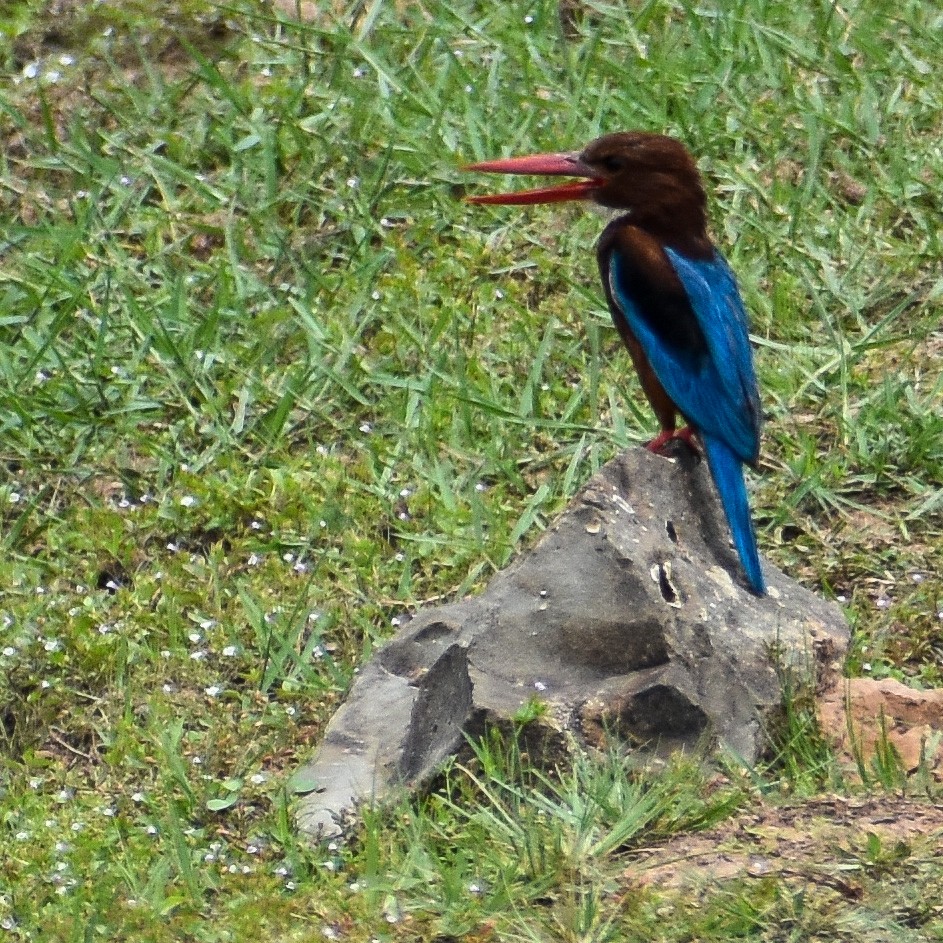 White-throated Kingfisher - ML588044671