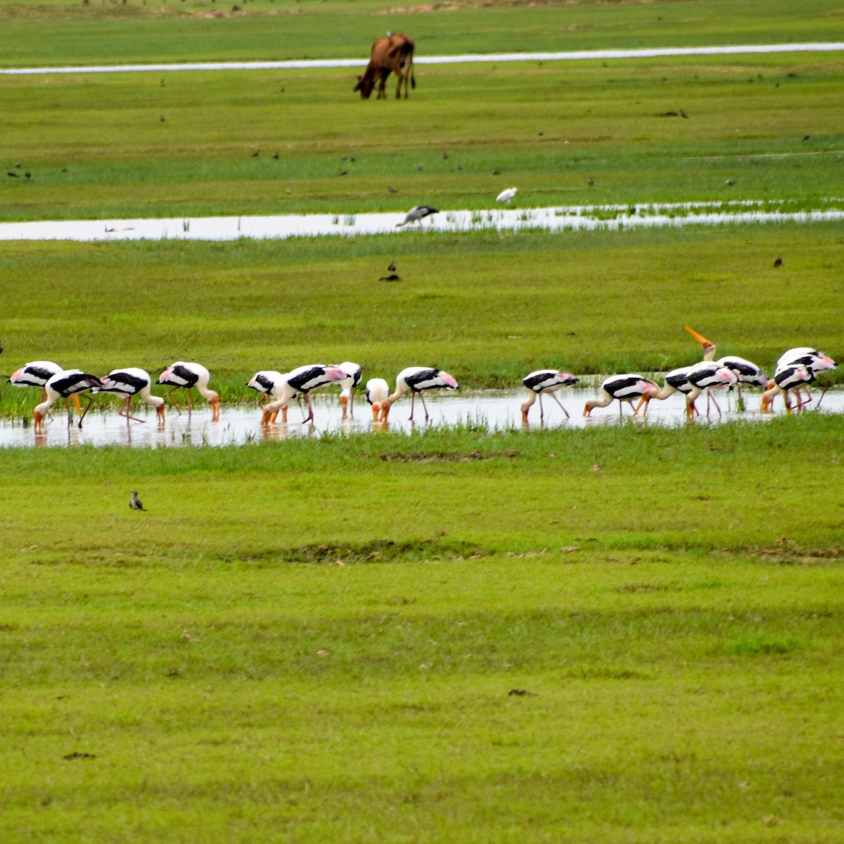 Painted Stork - ML588044751