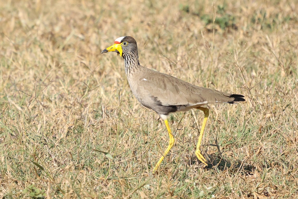 Wattled Lapwing - ML588044871