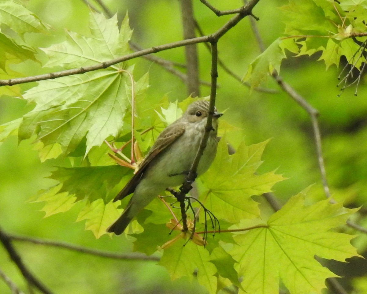 Spotted Flycatcher - ML58804491