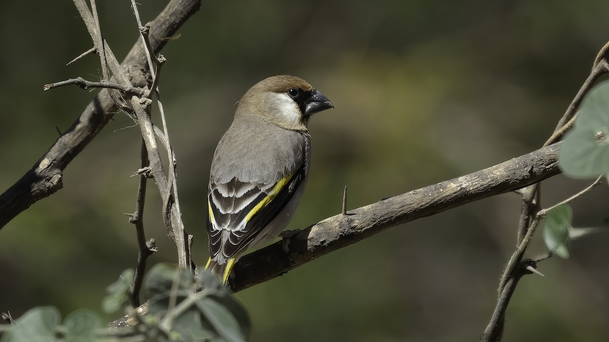 Arabian Grosbeak - ML588045001