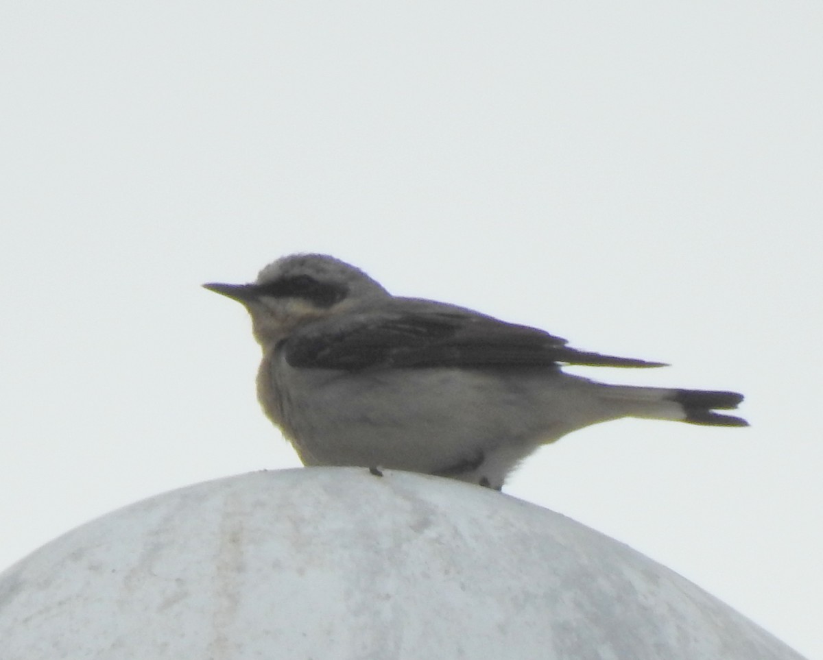 Northern Wheatear (Eurasian) - ML58804511