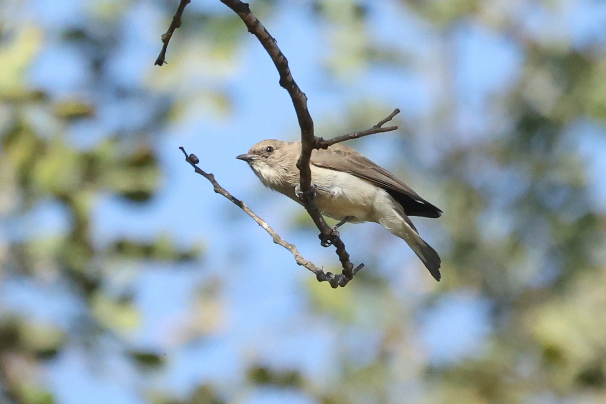 Wahlberg's Honeyguide - ML588045481