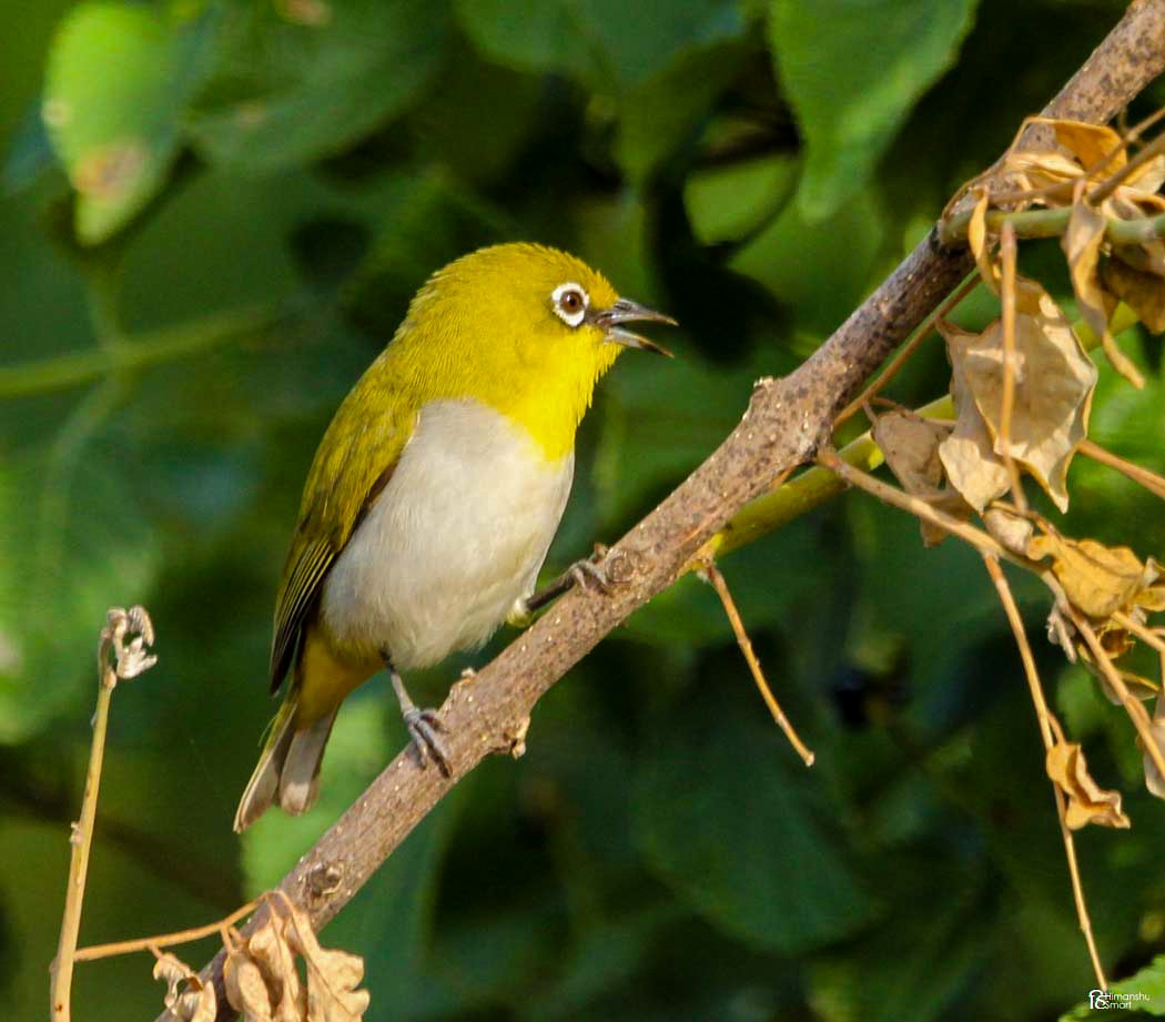 Indian White-eye - ML588045671