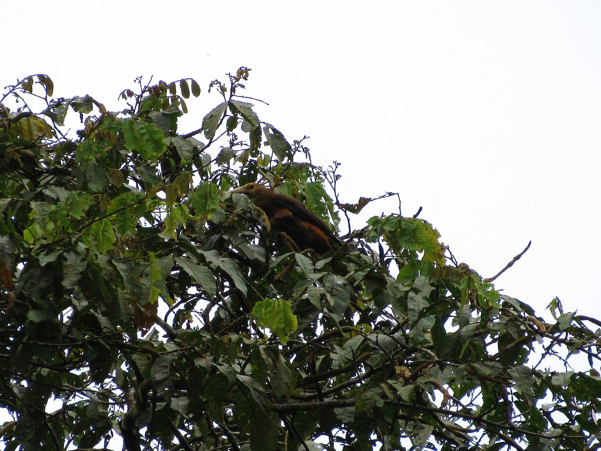 Russet-backed Oropendola - ML58804611