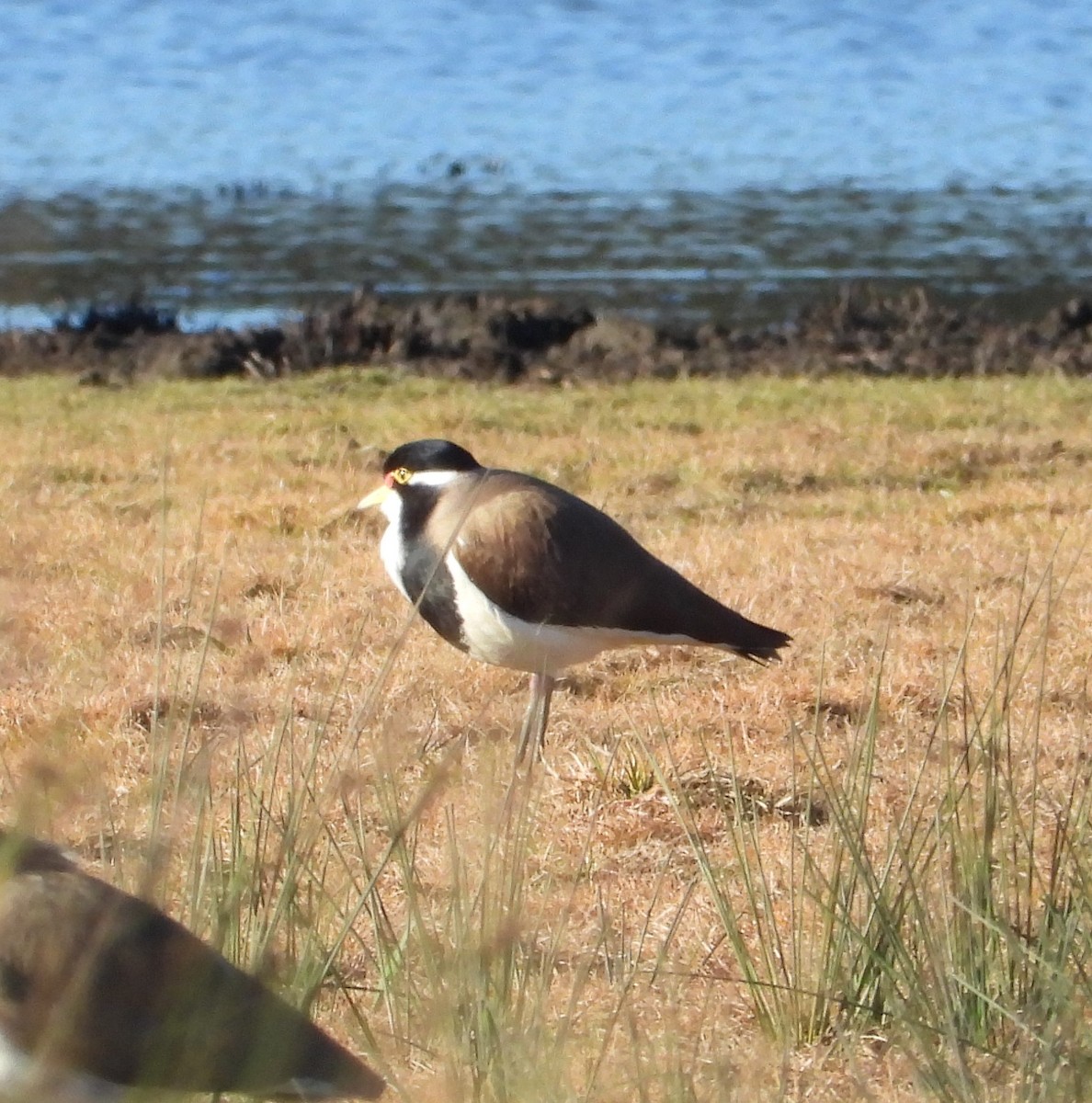 Banded Lapwing - ML588046621