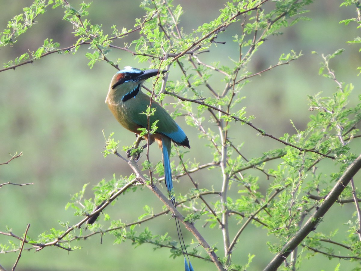 Turquoise-browed Motmot - ML58804671