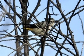 Spotted Pardalote - ML588046771