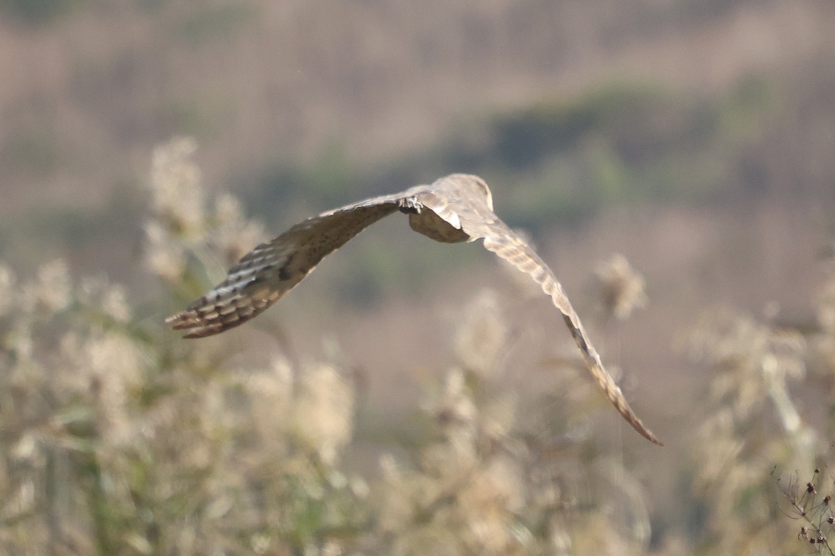 African Grass-Owl - ML588046791