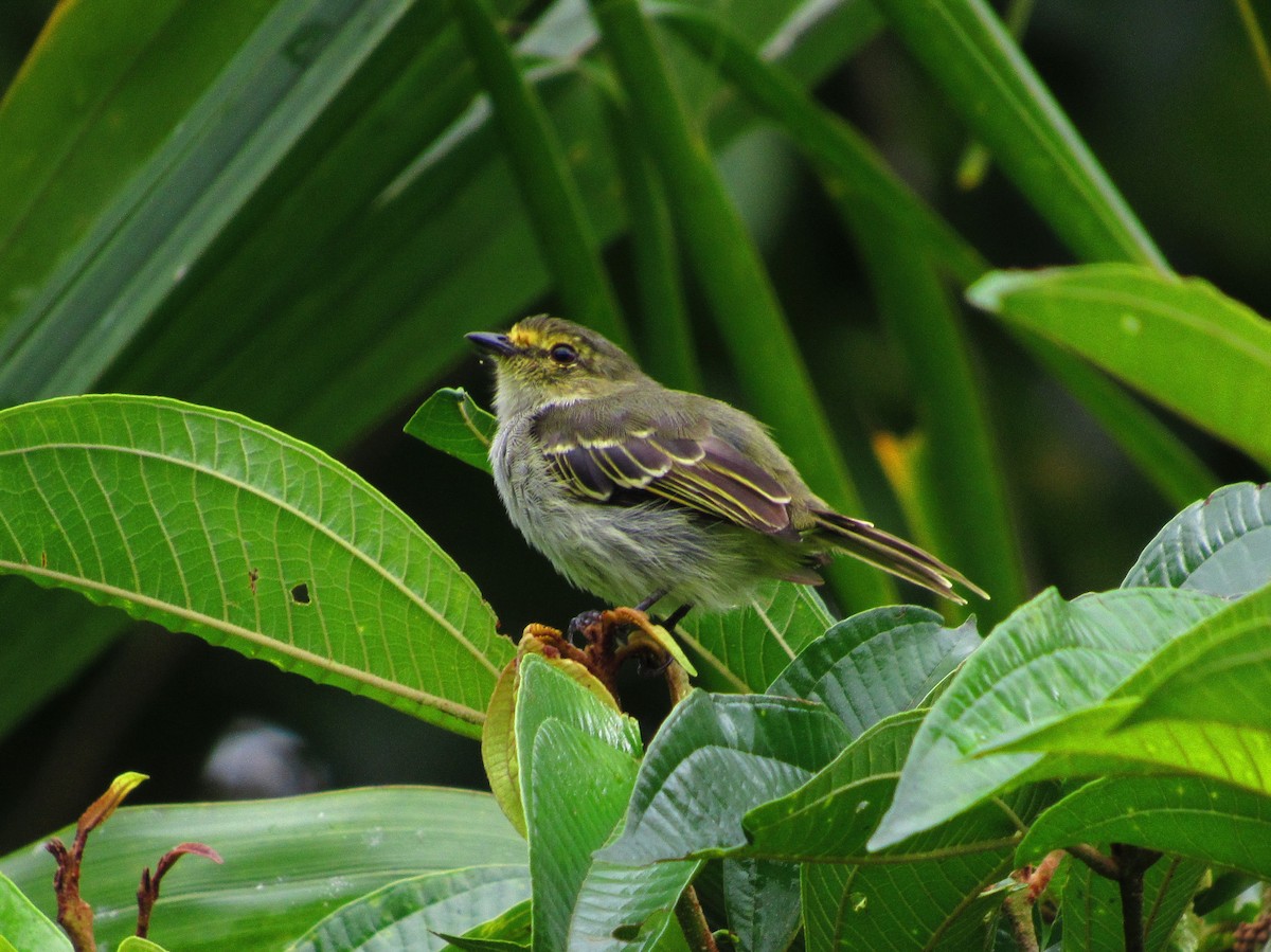 Golden-faced Tyrannulet - ML58804681