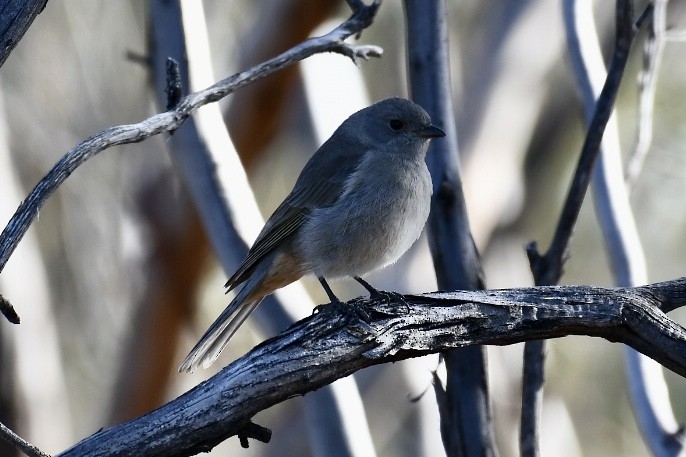 Red-lored Whistler - ML588046901
