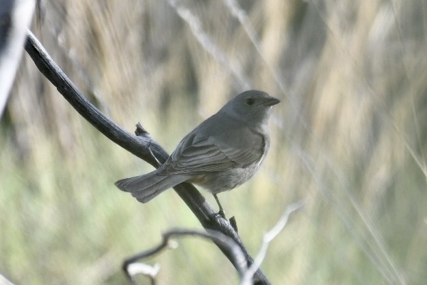 Red-lored Whistler - ML588046911