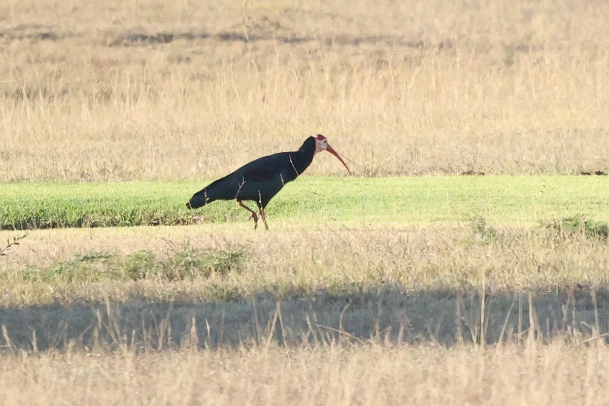 ibis jihoafrický - ML588046941