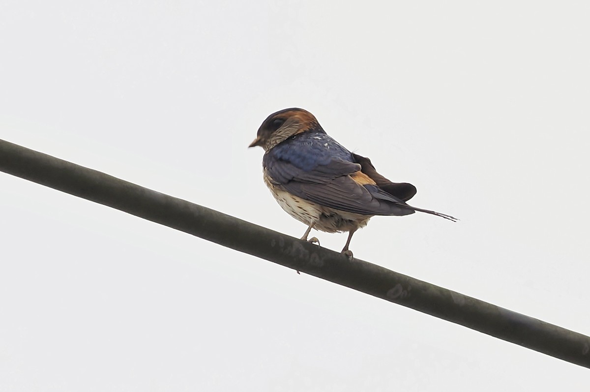 Red-rumped Swallow (Red-rumped) - Leijun Zhuang