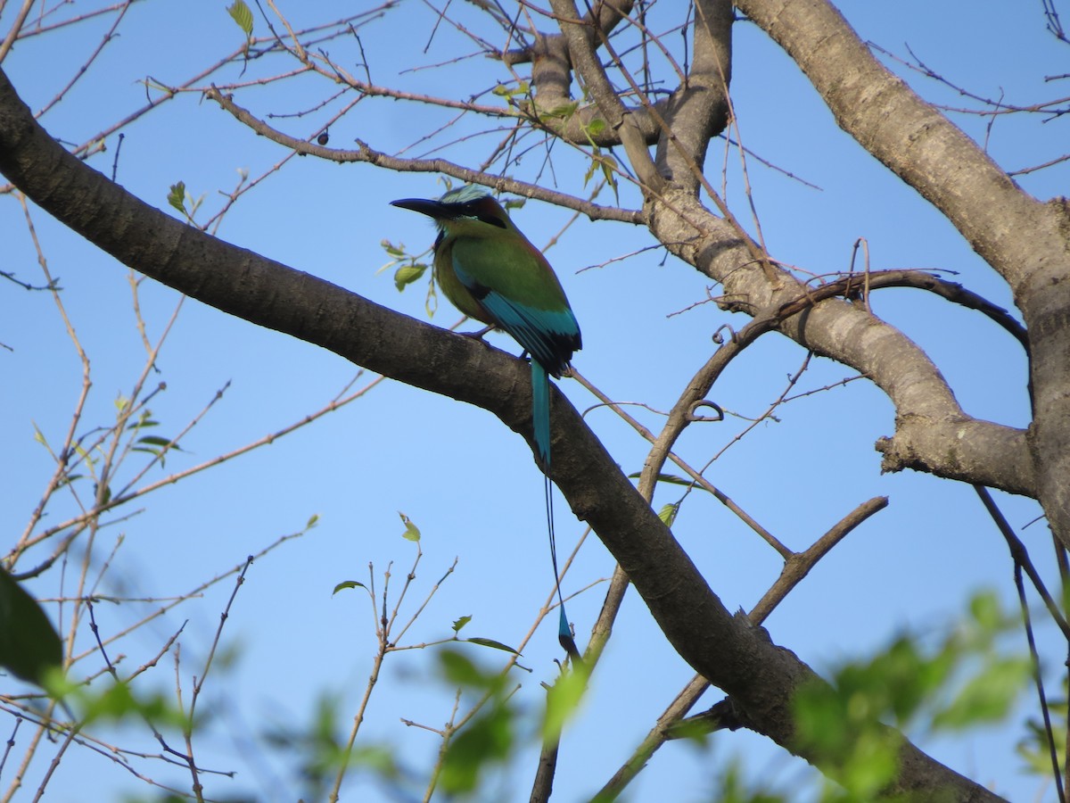 Turquoise-browed Motmot - ML58804711