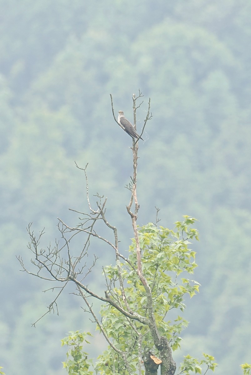 Common Cuckoo - Leijun Zhuang