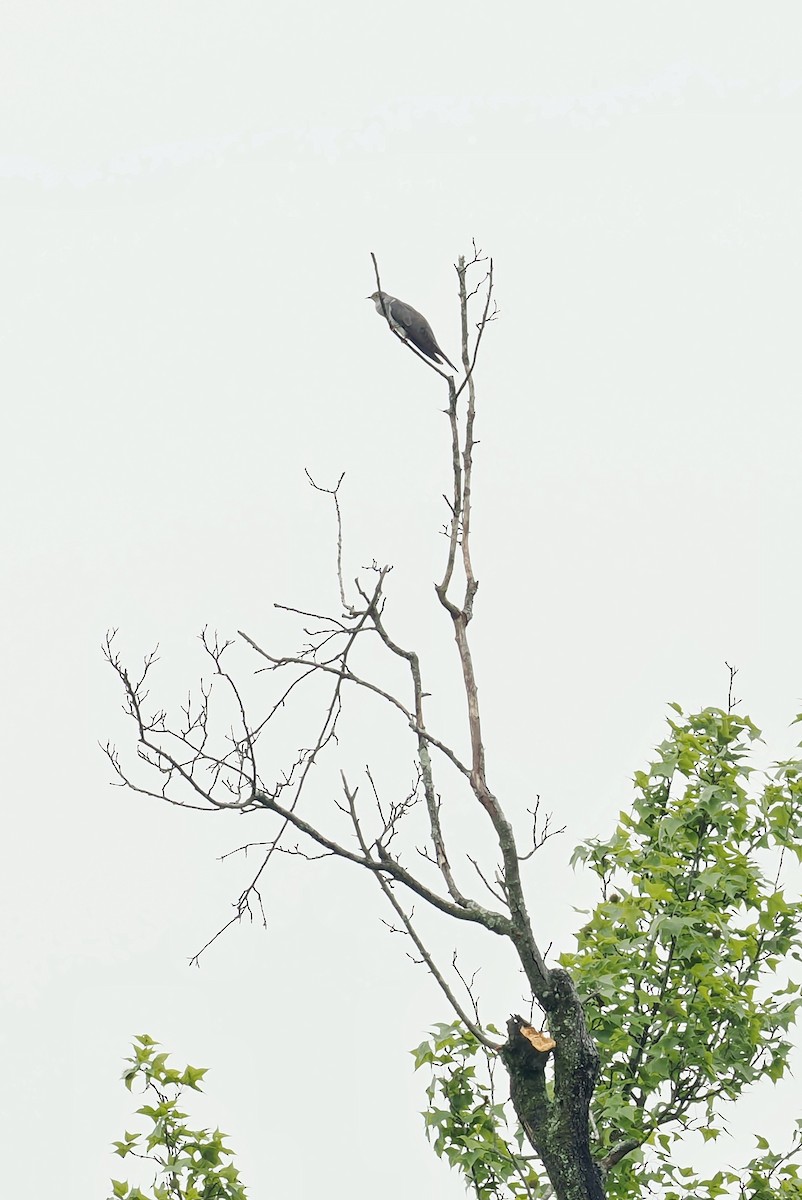 Common Cuckoo - Leijun Zhuang