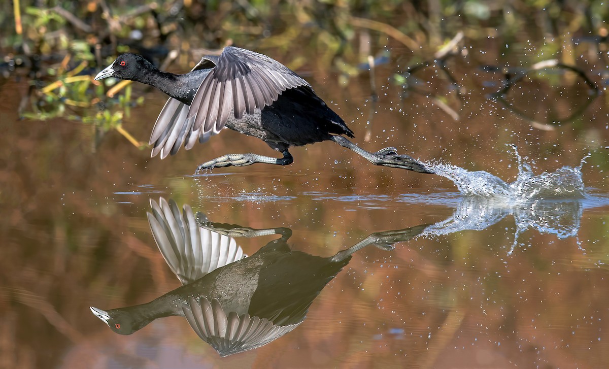 Eurasian Coot - Martin Anderson