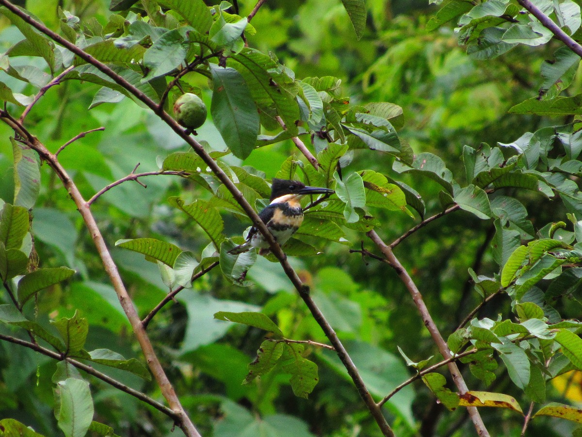 Green Kingfisher - ML58804731