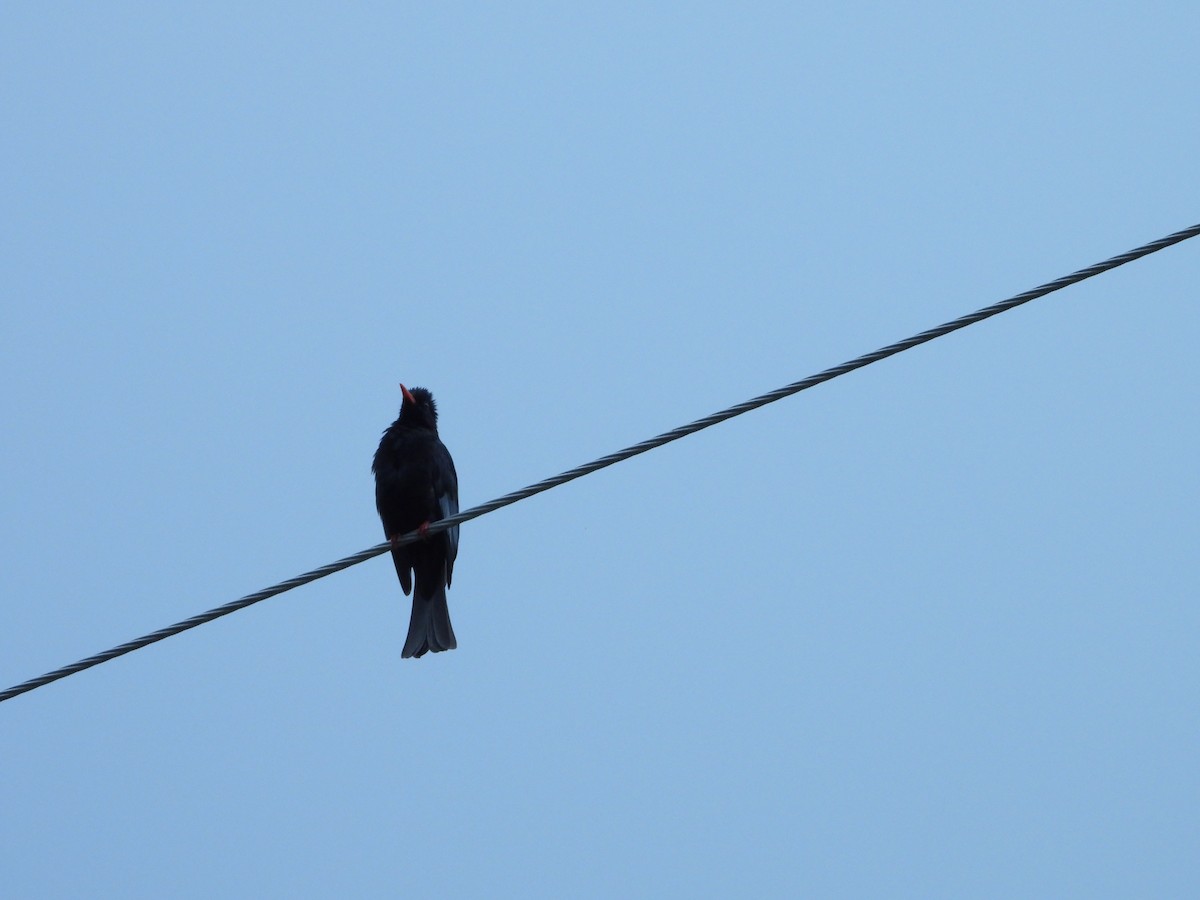 Black Bulbul - 姿穎 余