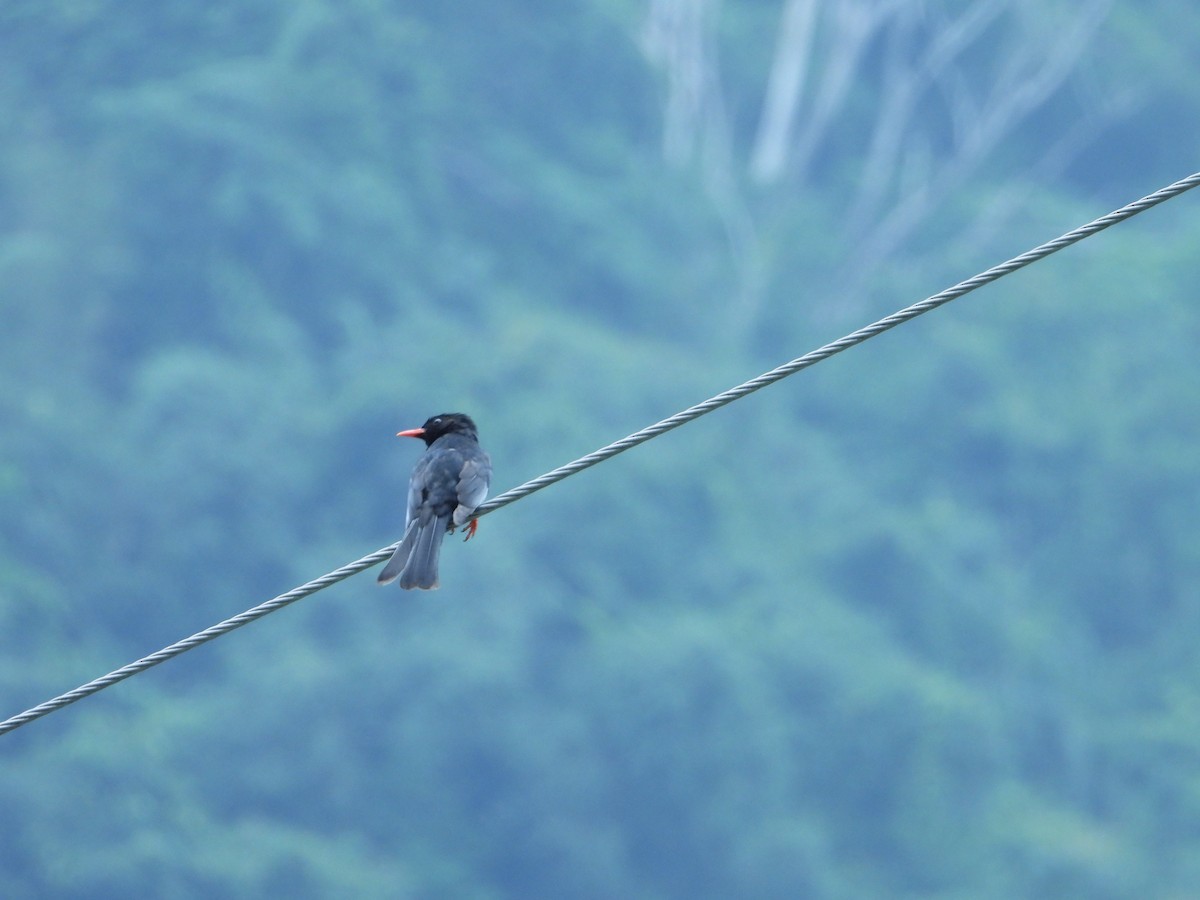 Black Bulbul - 姿穎 余