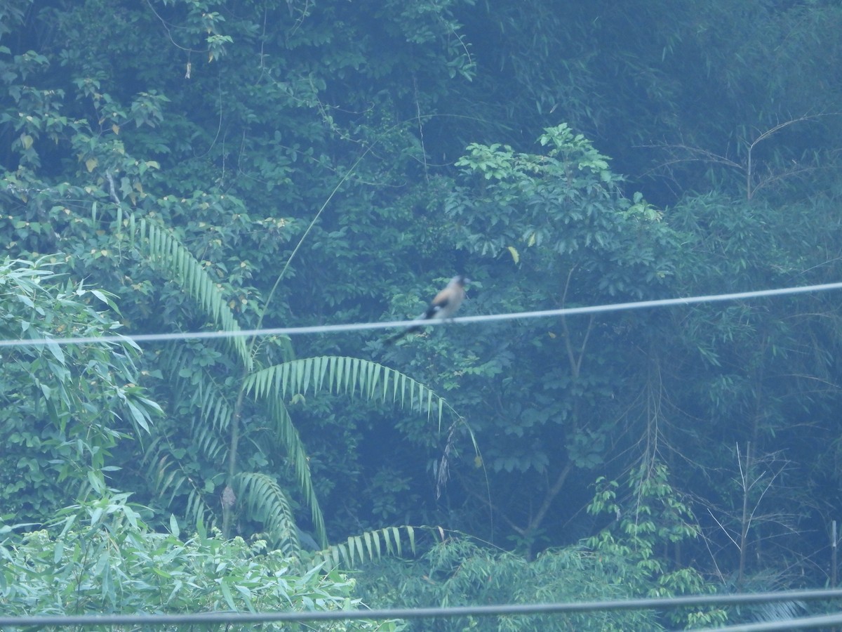 Gray Treepie - ML588047571