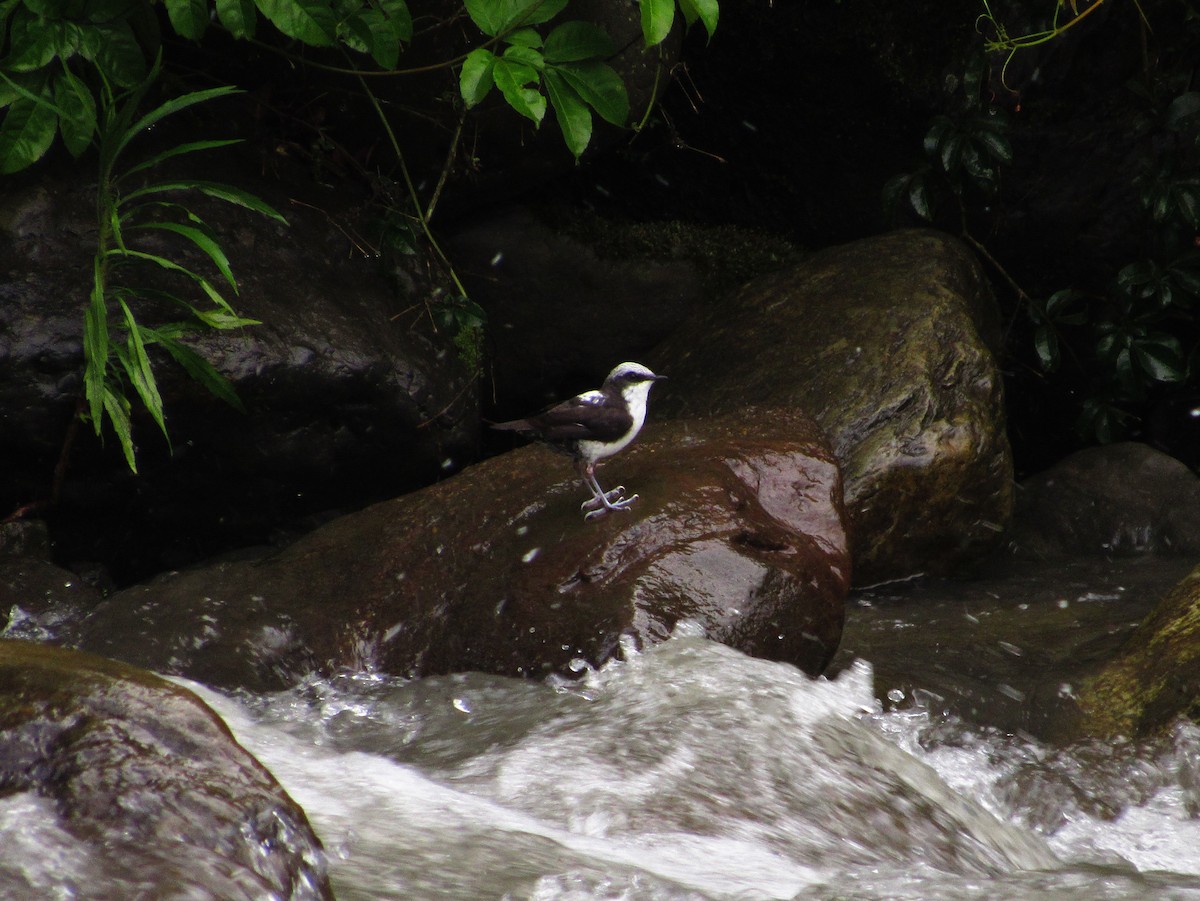 Weißkopf-Wasseramsel - ML58804771