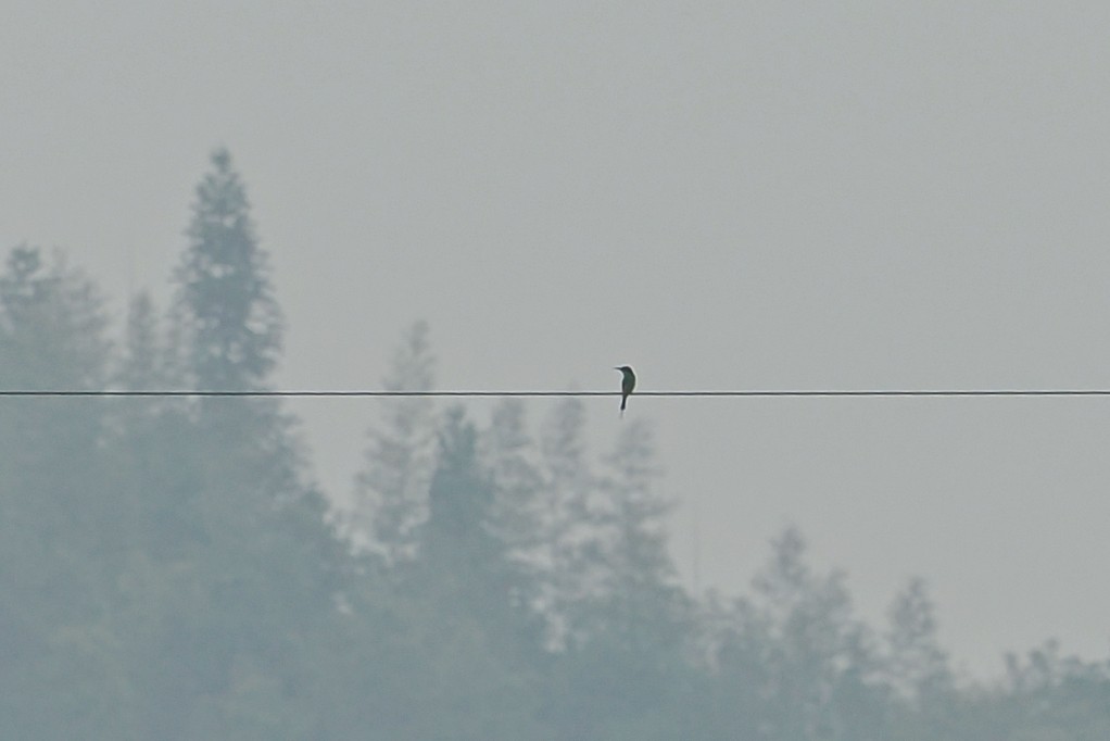 Blue-throated Bee-eater - ML588047801