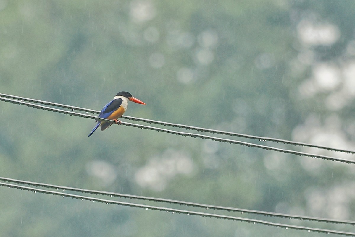 Black-capped Kingfisher - ML588047921