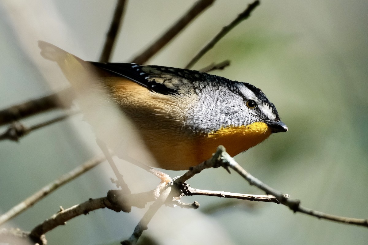 Spotted Pardalote (Spotted) - ML588048481