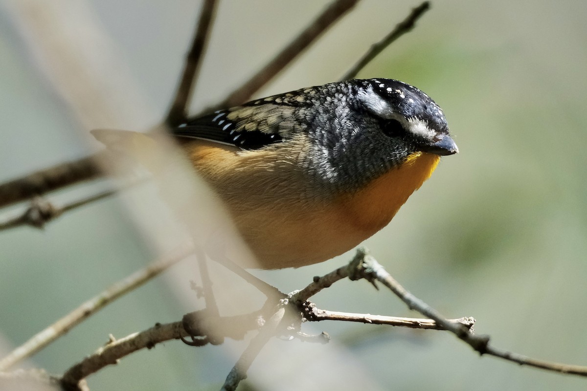 Spotted Pardalote (Spotted) - ML588048491