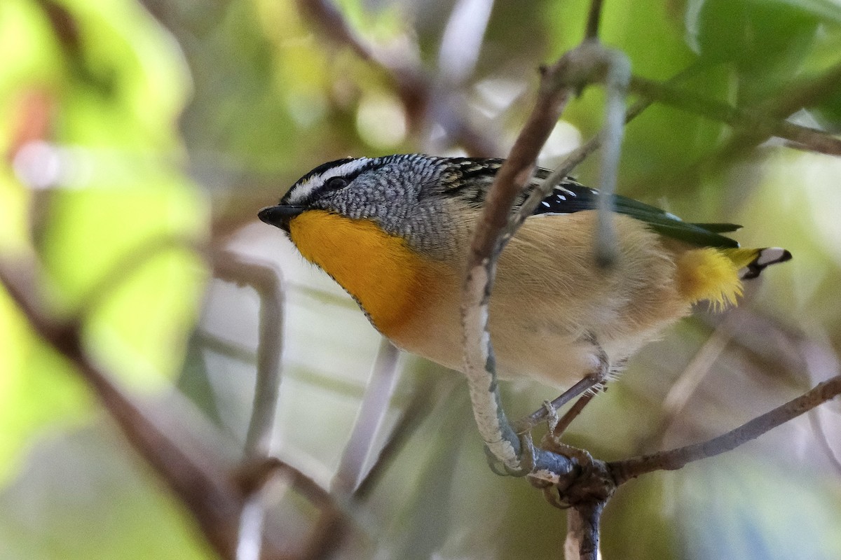 Spotted Pardalote (Spotted) - ML588048501