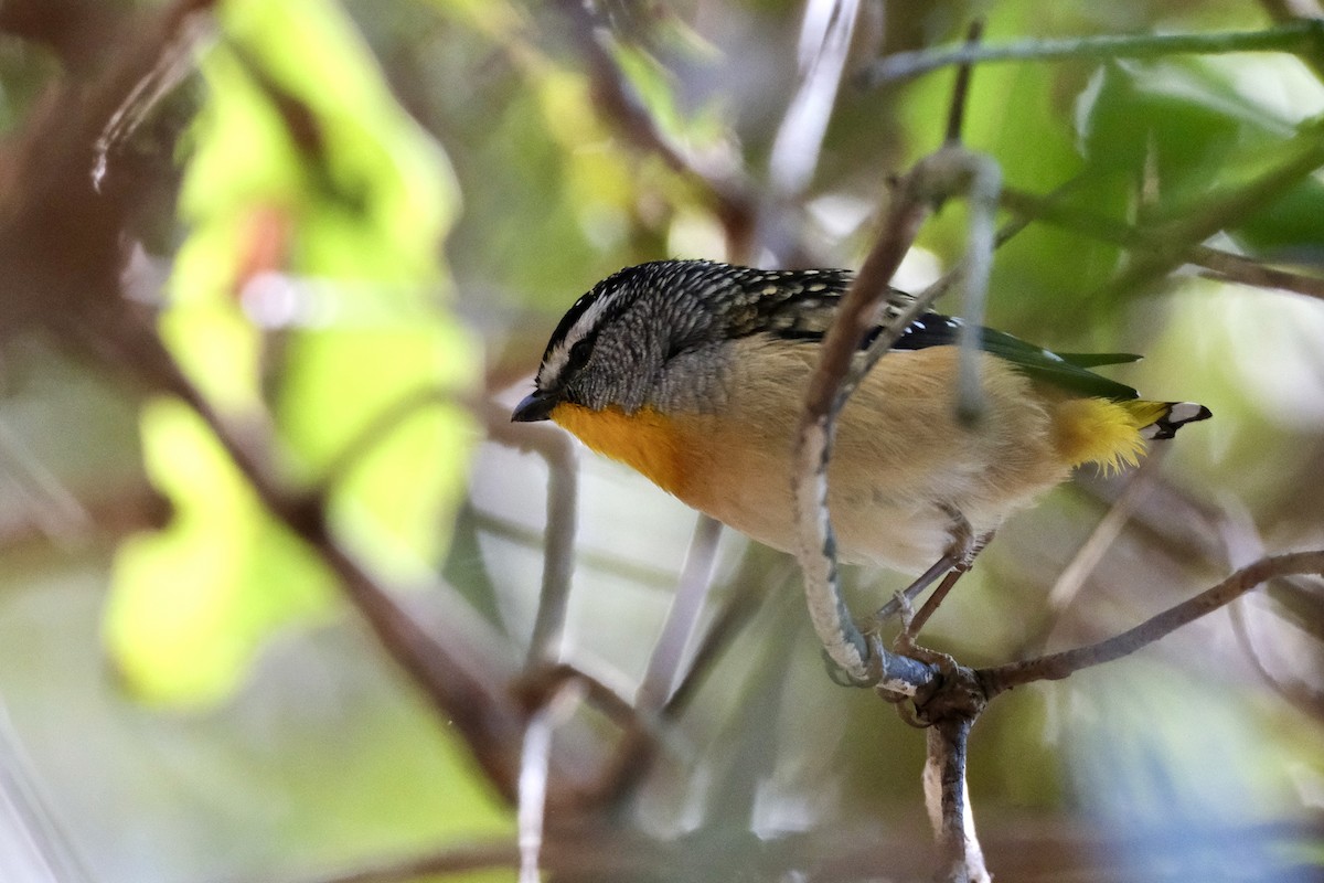 Spotted Pardalote (Spotted) - ML588048511