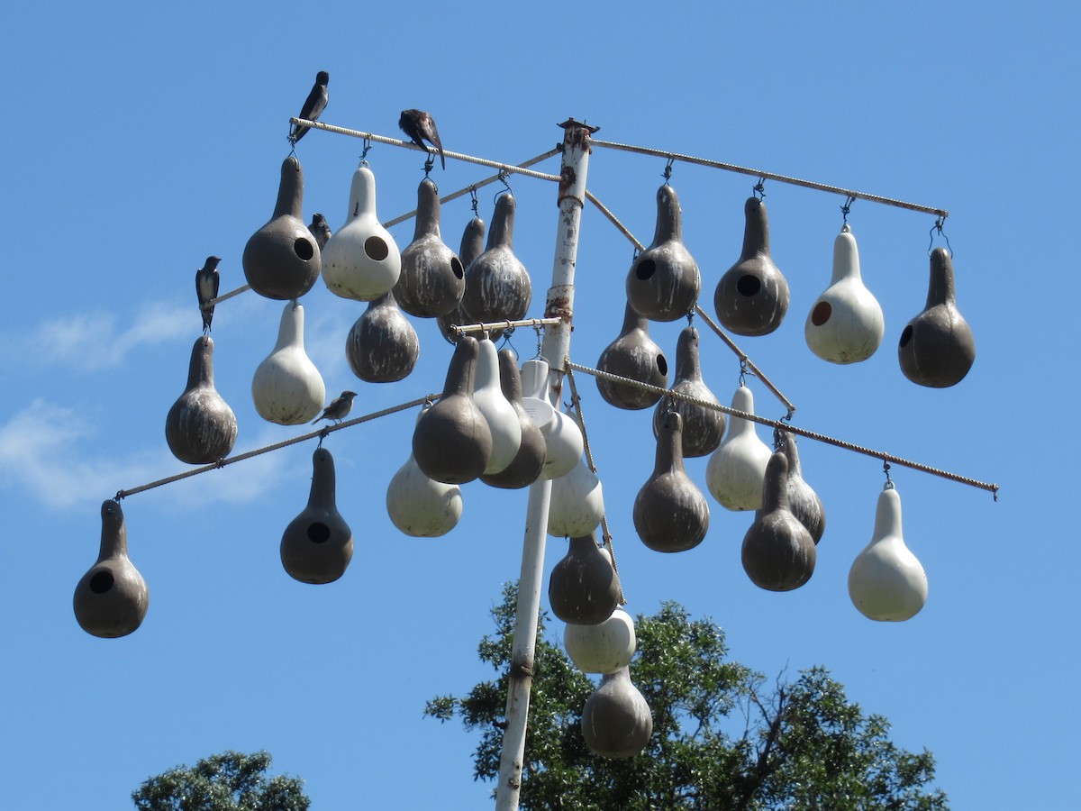 Purple Martin - ML588048731