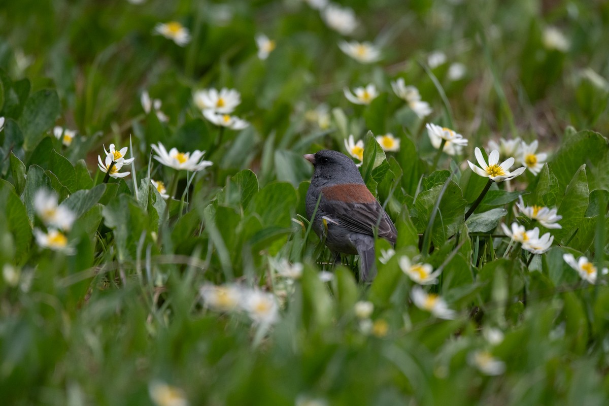 ユキヒメドリ（caniceps） - ML588049721